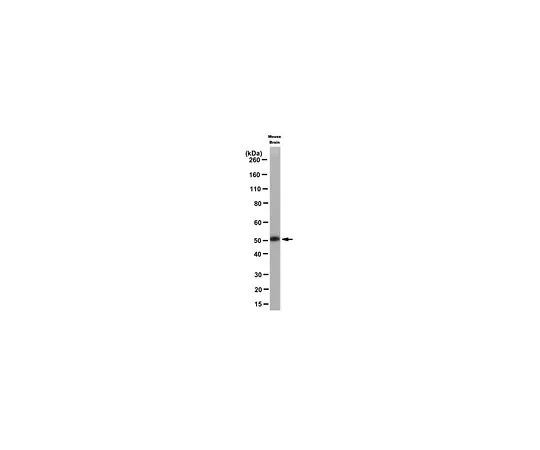 62-8504-33　Anti-FOXG1 Antibody, clone 3G11.2　MABD79