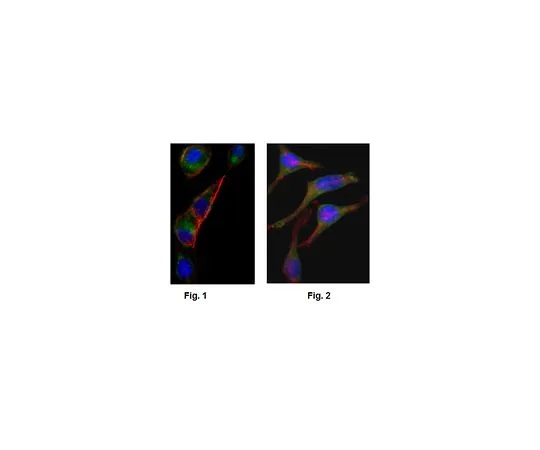 62-8522-46　Anti-GOT2, clone 3E9 Antibody　MABS417