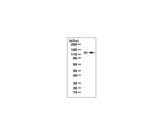 62-8471-52　Anti-UBE4B Antibody　ABS1079