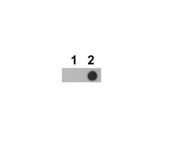 62-8469-30　Anti-phospho-mTOR (Thr2164)　ABS88