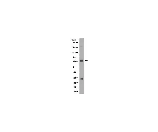 62-8503-96　Anti-AMHR2 Antibody, clone 10H8.1　MABC1213