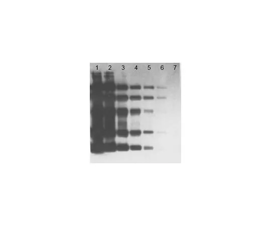 62-8531-22　OxyBlot Protein Oxidation Detection Kit; 200 assays　S7150