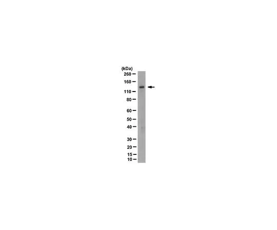 62-8495-10　Anti-Apaf-1 Antibody, clone 2E12　MAB3503-I