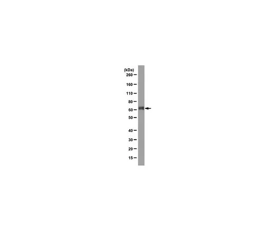 62-8517-33　Anti-G-protein coupled receptor 56 (GPR56), clone H11　MABN310