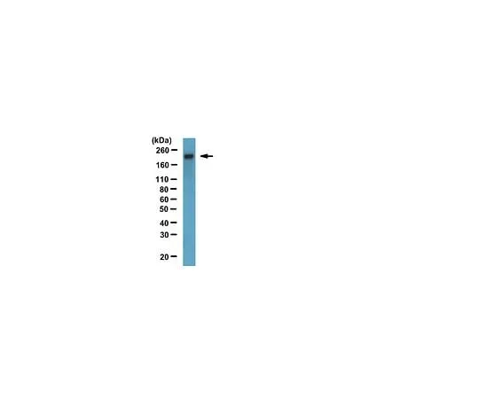 62-8525-12　Anti-ZO-1, clone R40.76; 100 μg　MABT11