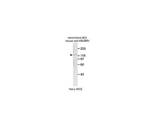 62-8495-36　Anti-BubR1, clone 8G1; 100 μg　MAB3612