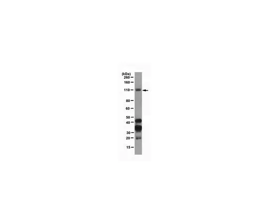 62-8505-76　Anti-Dnmt3b, clone D3B2-2C1; 100 μg　MABE305