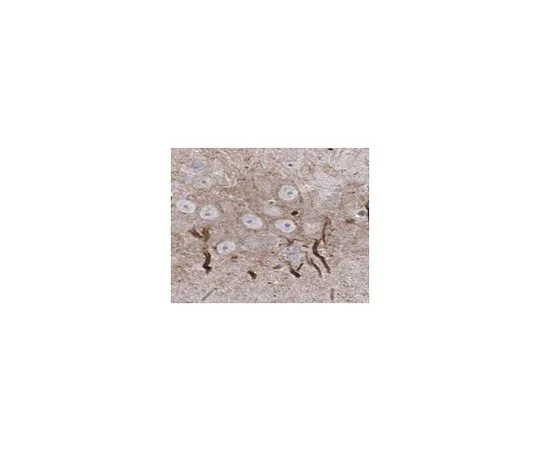 62-8517-89　Anti-Ankyrin-G clone 106/36　MABN466