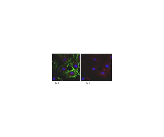 62-8525-68　Anti-VE-Cadherin (CD144), clone BV9; 100 μL　MABT129