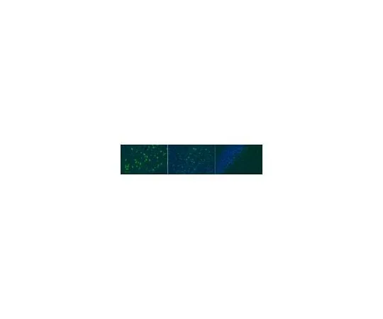 62-8468-85　Anti-SNAT2　ABN1734