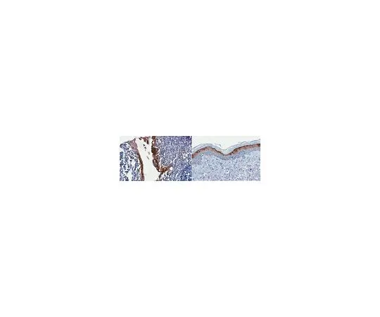 62-8520-92　Anti-CALML5 Antibody, clone 3F6.1　MABN1583