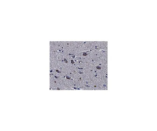 62-8518-46　Anti-mGluR5 Antibody, clone N75/33 , Cat. No. MABN540　MABN540