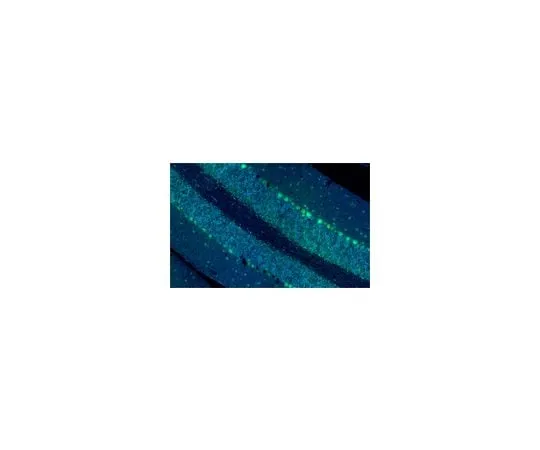62-8492-48　Anti-Integrin ß1 Antibody, clone P5D2, Alexa Fluor(R) 488 Conjugate　MAB1959-AF488