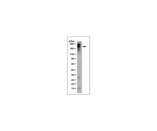 62-8519-66　Anti-Shank3 Antibody, clone 16E2.3　MABN790
