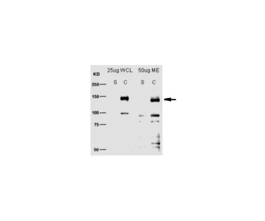 62-8524-31　Anti-SCAP Antibody, clone 9D5　MABS1249