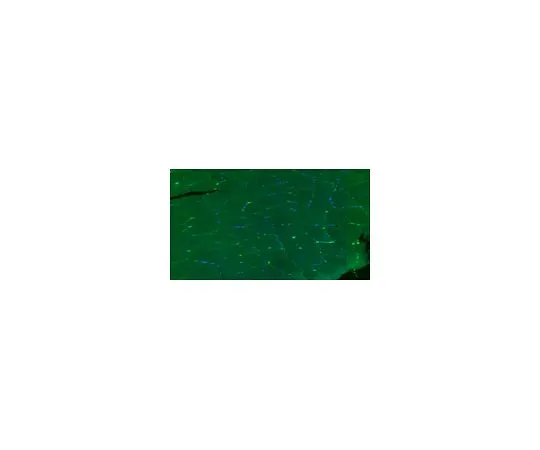 62-8527-03　Anti-Dystrophin Antibody, clone 2C6 (MANDYS106), Alexa Fluor(R) 488 Conjugate　MABT827-AF488