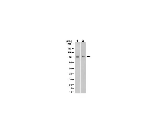 62-8524-86　Anti-Synaptotagmin-like Protein 4 (SYTL4) Antibody, clone 7D2.2　MABS1713