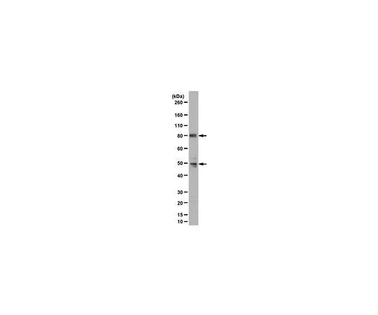 62-8469-77　Anti-PI3 Kinase p85 Antibody, N-SH2 domain , Cat. No. ABS233　ABS233