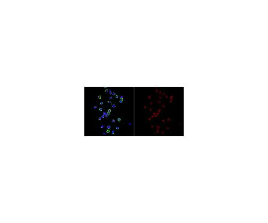 62-8508-48　Anti-CENP-C Antibody, clone AL61A　MABE1114
