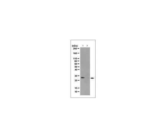 62-8524-74　Anti-N3-Phosphohistidine (3-pHis) Antibody, clone SC39-6　MABS1351