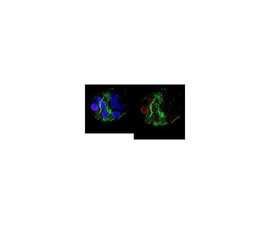 62-8507-26　Anti-Acetyl Histone H3 (Lys27) Antibody, clone 5E2.2　MABE670