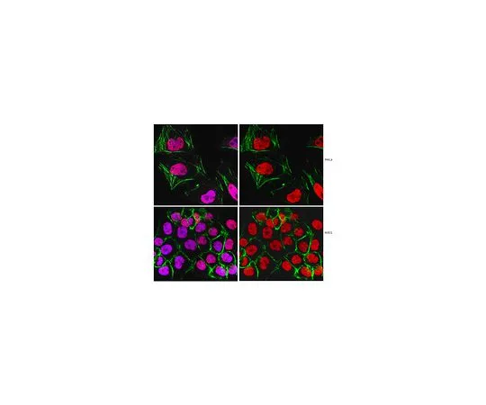 62-8505-70　Anti-Replication Protein A, clone RPA34-20　MABE285