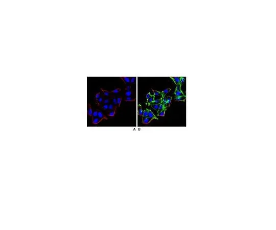 62-8493-88　Anti-beta Arrestin 1, clone 3H11.2; 100 μg　MAB2609