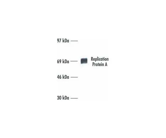 62-8528-18　Anti-Replication Protein A (Ab-1) Mo*** mAb (RPA70-9)　NA13-100UG
