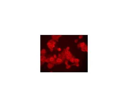 62-8487-36　Anti-Epidermal Growth Factor Receptor (Ab-5) Mo*** mAb (EGFR.1)　GR15-100UG
