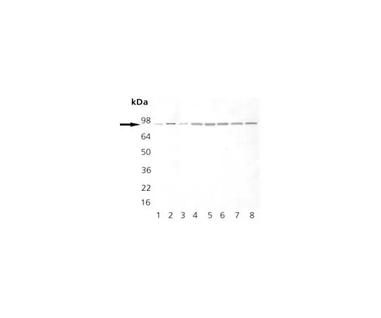 62-8422-79　Anti-Hsp90 Mo*** mAb (AC88)　386040-50UG