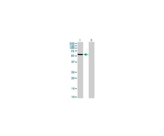 62-8477-55　Anti-ARSA Mo*** pAb　AP1138-50UG