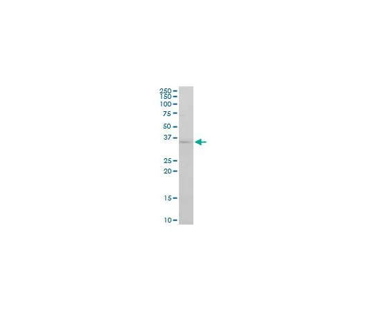 62-8533-92　Anti-FGF8 Mo*** mAb (2A10)　ST1630-100UG