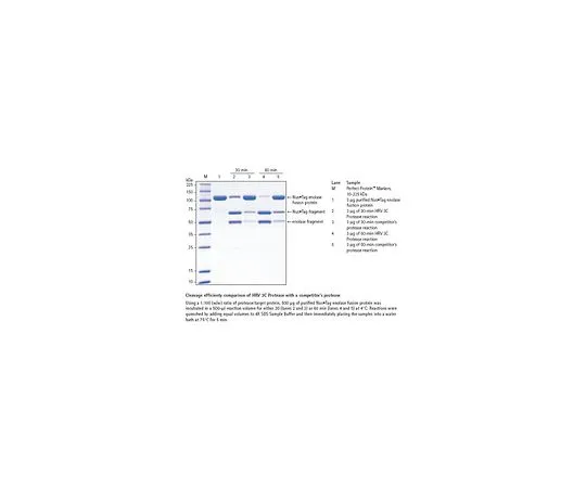 62-8404-65　HRV 3C Protease　71493-3