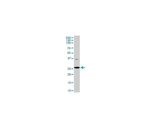 62-8481-38　Anti-TFAM Rabbit pAb　DR1071-100UG