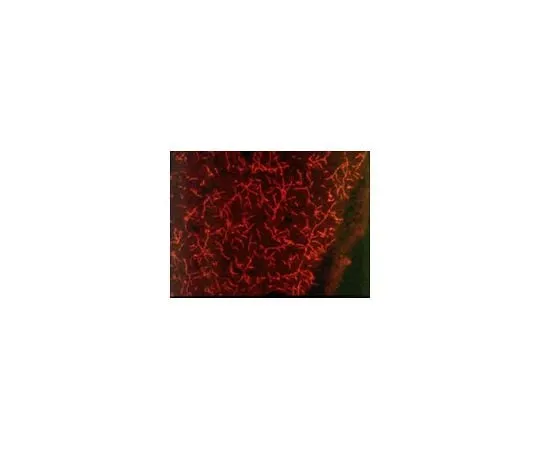 62-8529-71　Anti-Serotonin (5-HT) Transporter (579-599) Rabbit pAb　PC177L-100UL