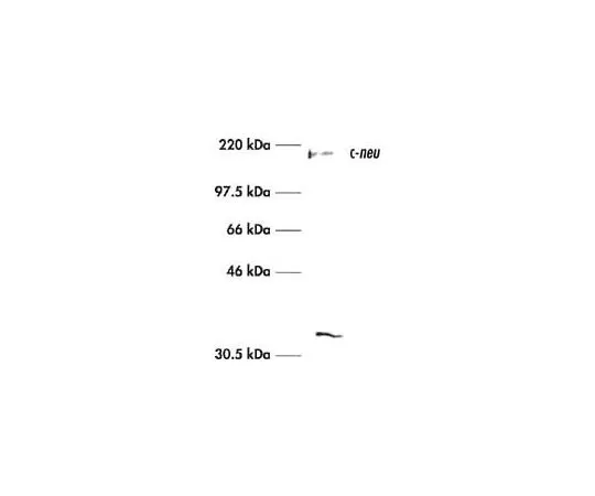 62-8528-86　Anti-c-ErbB2/c-Neu (Ab-3) Mo*** mAb (3B5)　OP15L-100UG