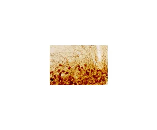 62-8529-75　Anti-Vasopressin Rabbit pAb　PC234L-100UL