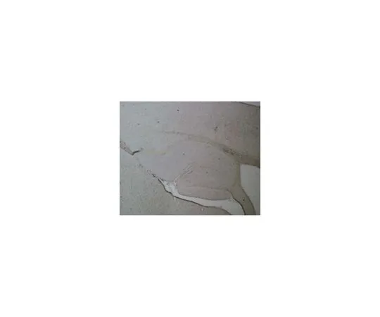 62-8495-32　［Discontinued］Anti-Green Fluorescent Protein; 100 μL　MAB3580