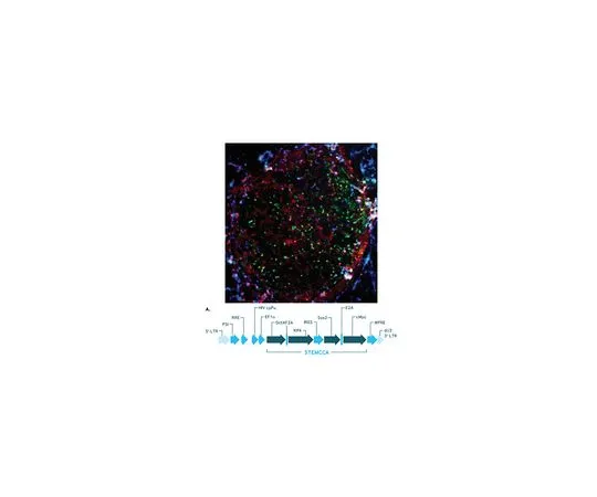 62-8533-01　［Discontinued］Human STEMCCA Cre-Excisable Constitutive Polycistronic (OKS/L-Myc) Lentivirus Reprogramming Kit　SCR548