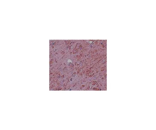 62-8462-73　［Discontinued］Anti-PIAS4 Antibody ABE801　ABE801