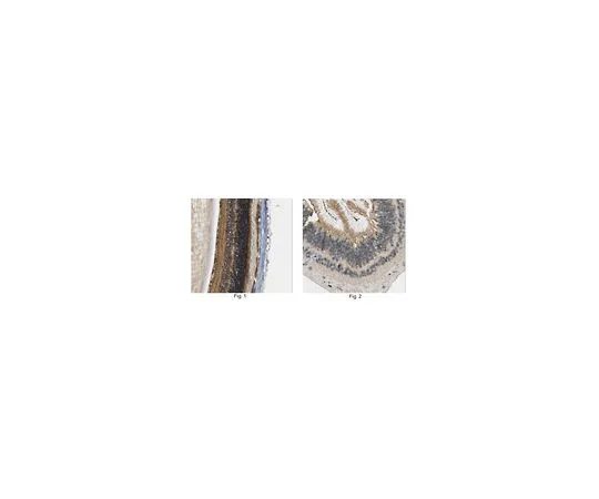 62-8466-96　［Discontinued］Anti-ARL6　ABN405