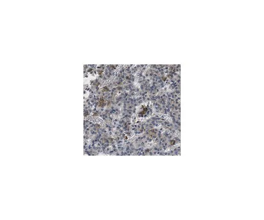 62-8458-21　［Discontinued］Anti-GHRHR　ABC445