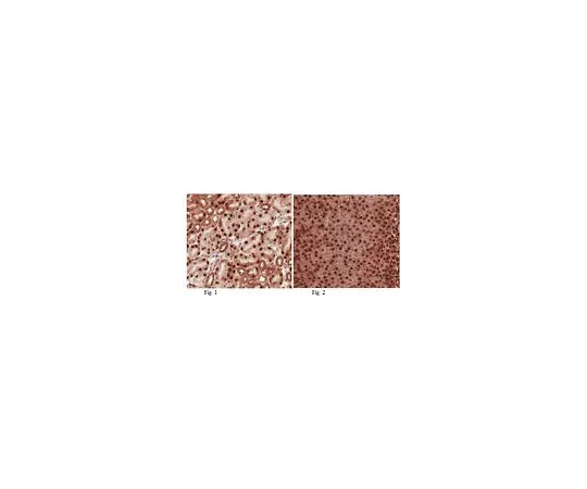 62-8459-67　［Discontinued］Anti-HCFC1　ABD74