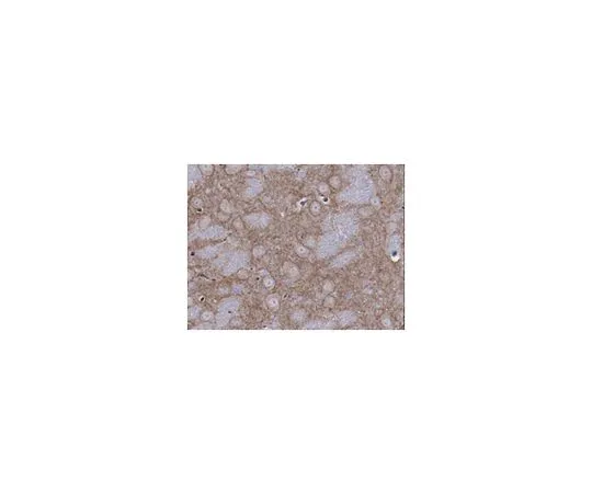 62-8517-87　［Discontinued］Anti-Cav3.1 Ca2+ channel Antibody, clone N178A/9 Cat. No. MABN464　MABN464