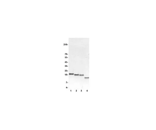 62-8391-42　［Discontinued］Histone H2A; 100 μg　14-409