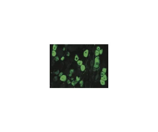 62-8497-18　［Discontinued］Anti-Internexin, alpha, C-terminus, clone 2E3; 300 μL　MAB5224