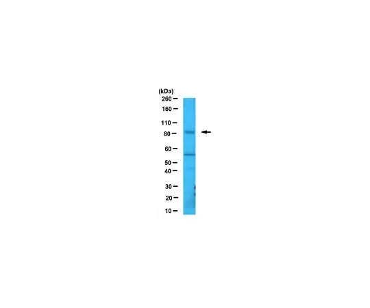 62-8458-08　［Discontinued］Anti-Sec23A Antibody Cat. No. ABC424　ABC424