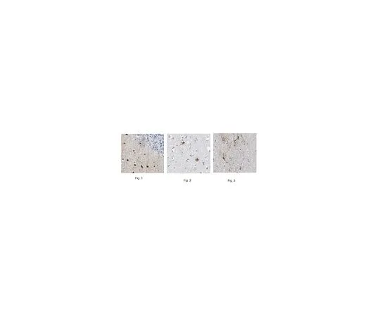 62-8518-41　［Discontinued］Anti-nNOS/NOS I, Clone 2G1.1　MABN533