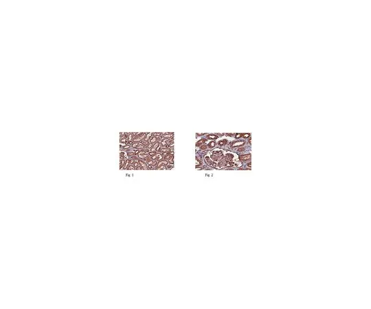62-8457-02　［Discontinued］Anti-CXCR7 Antibody Cat. No. ABC150　ABC150