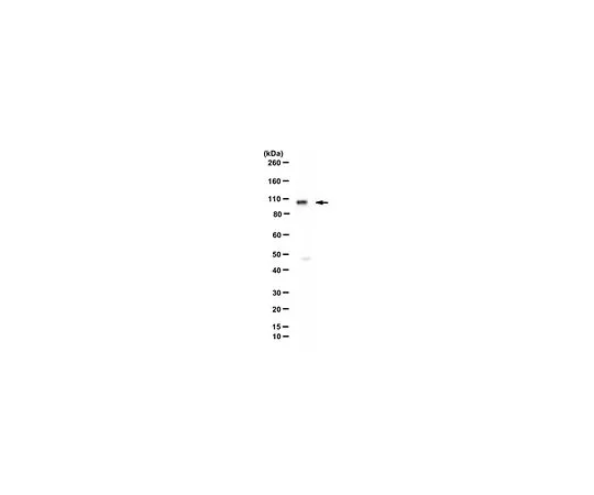 62-8463-22　［Discontinued］Anti-SMARCA3 Antibody　ABE1297